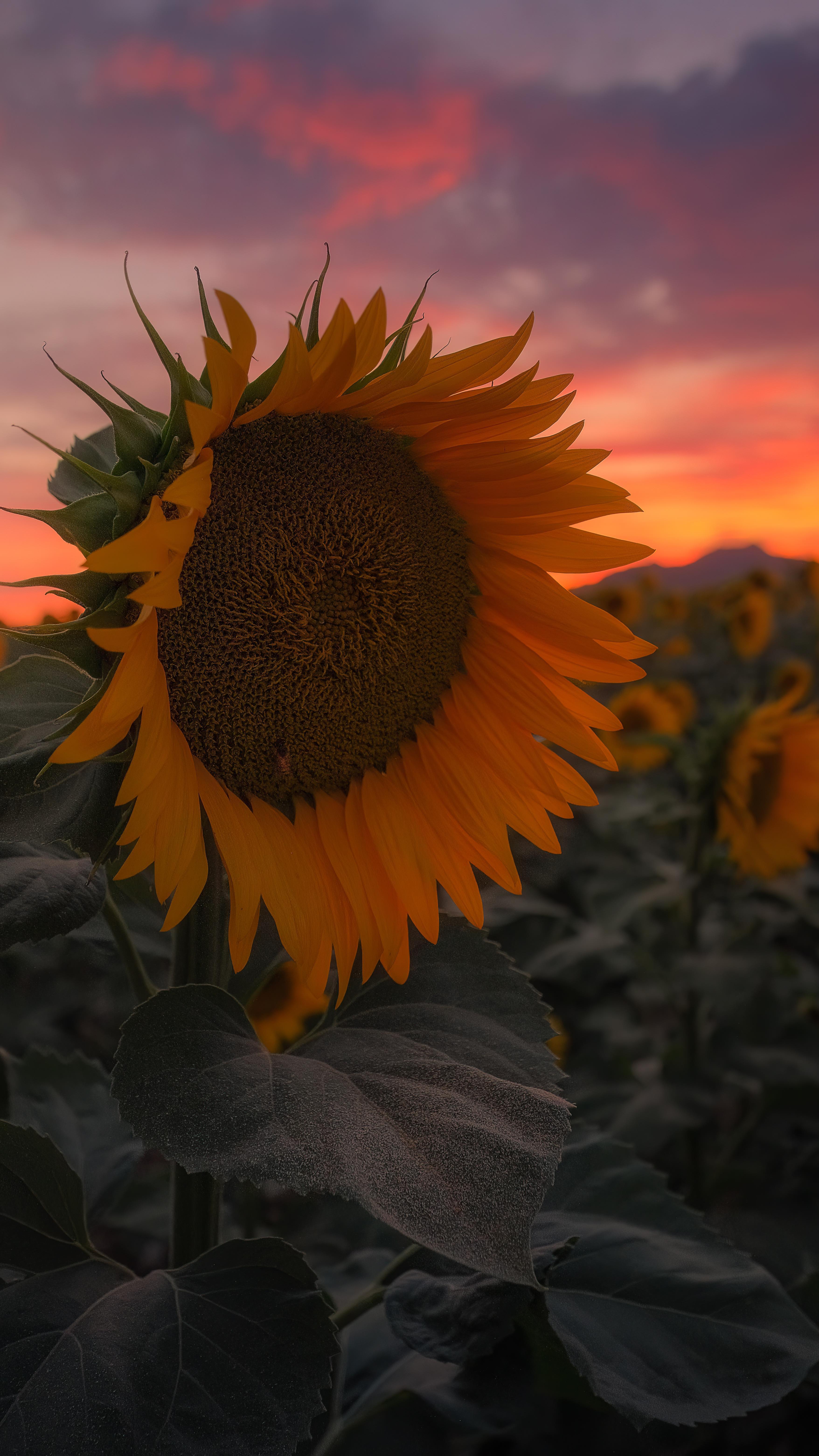 So tell me… do you see the bee? 🐝 👀
Having some more fun sharing my photos in video form so that I can zoom in! 🔍
I love these 2 shots of this bee on these massive sunflowers. 🌻 The tiny bee shows just how massive these were! Larger than my whole head. 🤯
#bee #sunflower #sunflowers #nature #sunset #landscapephotography #landscapephotographer #arizona #arizonaphotographer #desert #