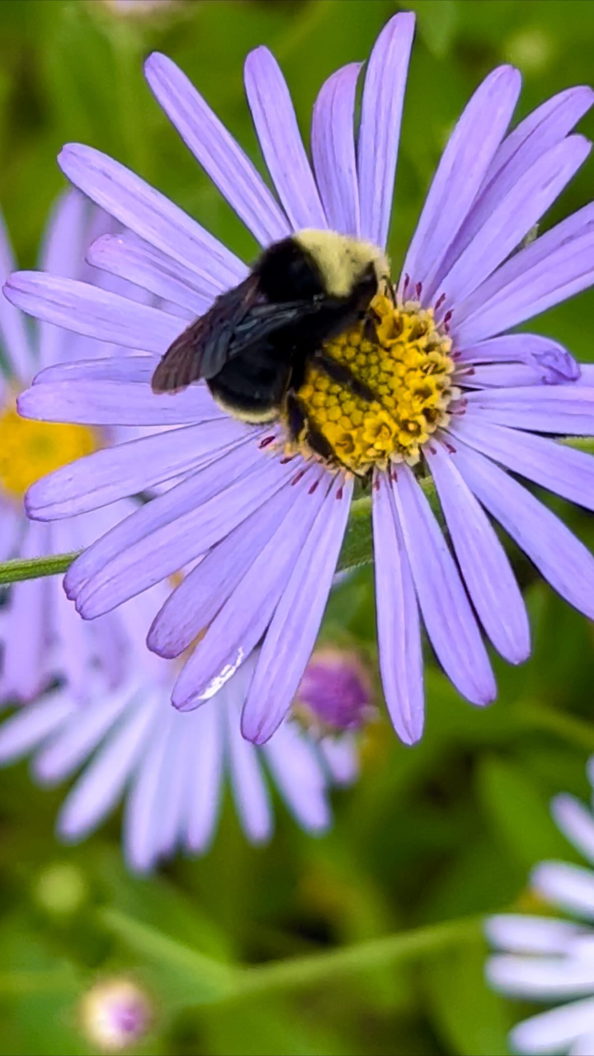 Bumble 🐝 taking care of business. For years, Entomologists have been sounding the alarm that humans have been trying too hard to eliminate insects from the planet by clearing out their natural habitats with pesticides, insecticides, and the need for manicured yards. Click link in bio to check out this blog “How Do Insects Impact Our Ecosystem and Why Are They Important? #animalitarian