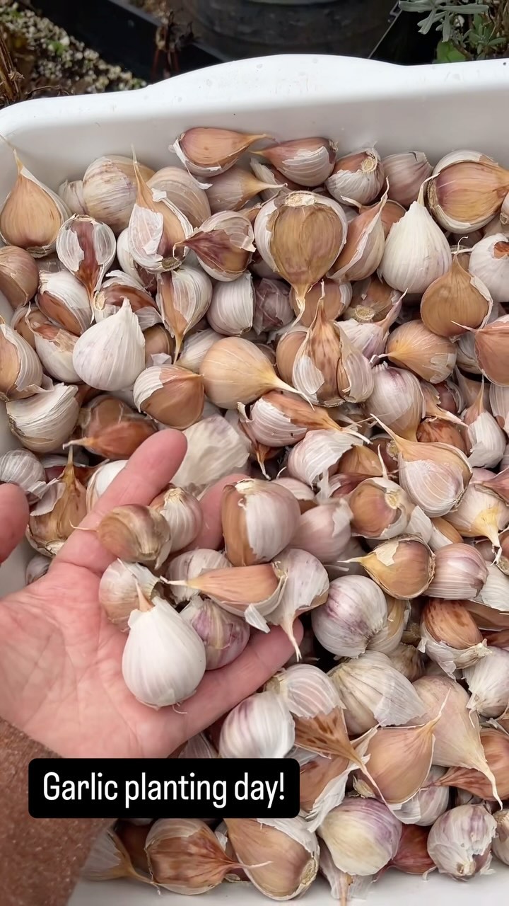 Garlic planting day 🧄