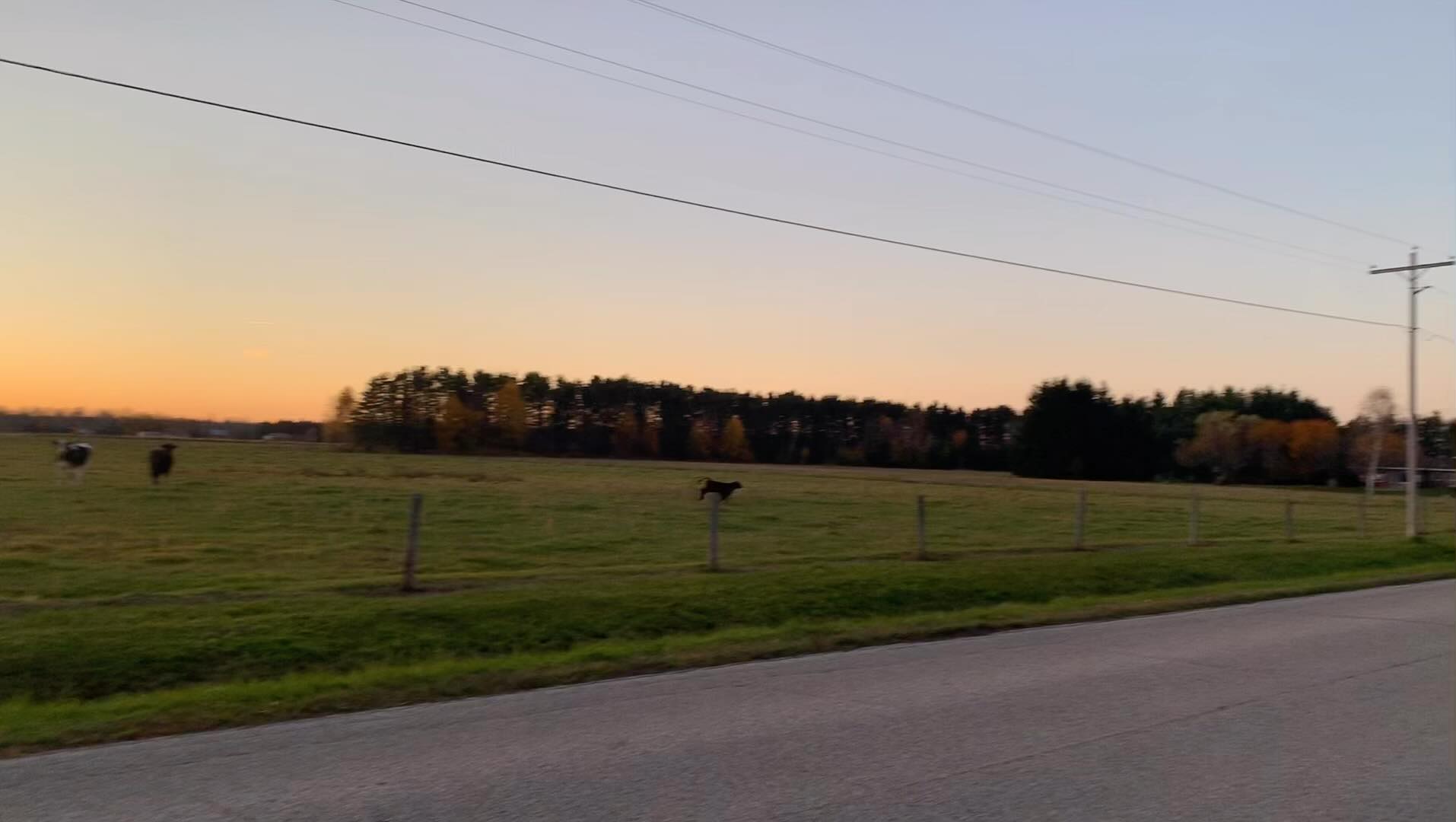 #Farm #neighbors! Little #cow cracks me up. They’re really spunky and have been doing a lot of running and bucking. Plus the #sunsets in the #EUP are just beautiful lately.
#farm #farmneighbors #michigan #greatlakes #fields #fall #october