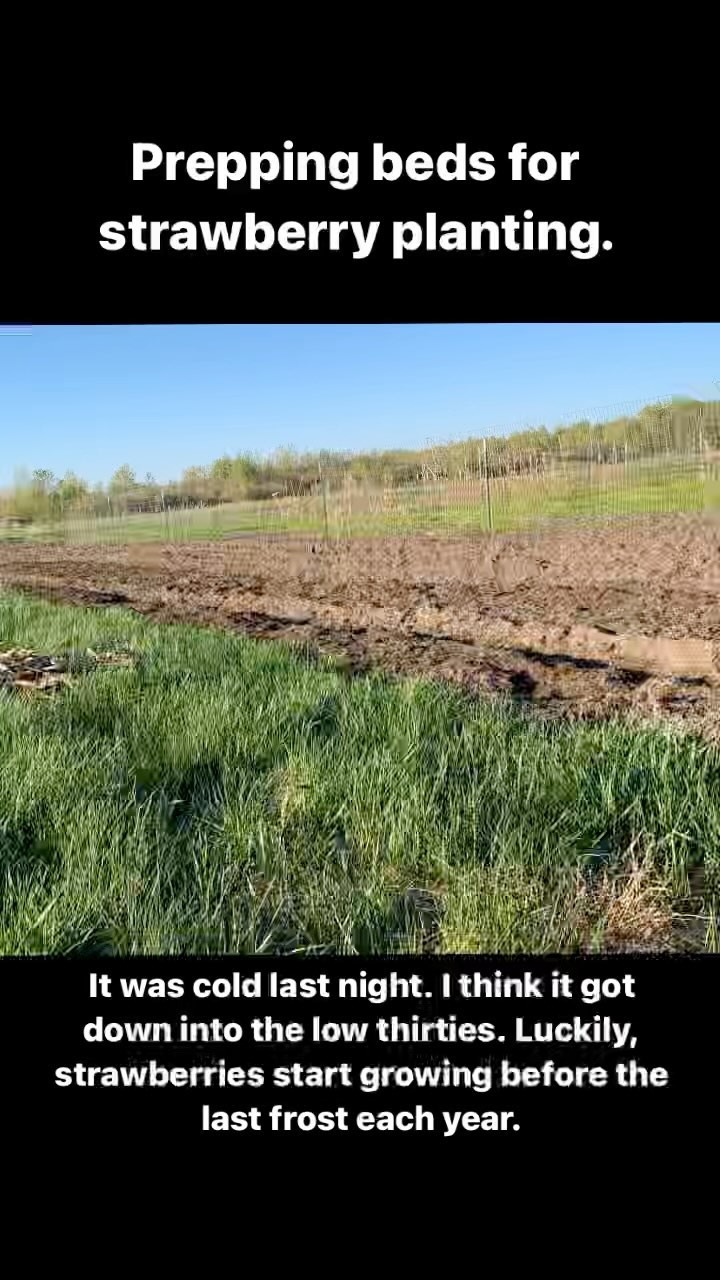 Strawberry planting! Here’s a bit of what we’ve been up to. Message me if you’d like to order some strawberry plants (local pickup in Sault, MI area only).
#strawberry #planting #smallfarm #berries #bareroot #farm #farming #seedfarm #fruit #bcs #bcs732
