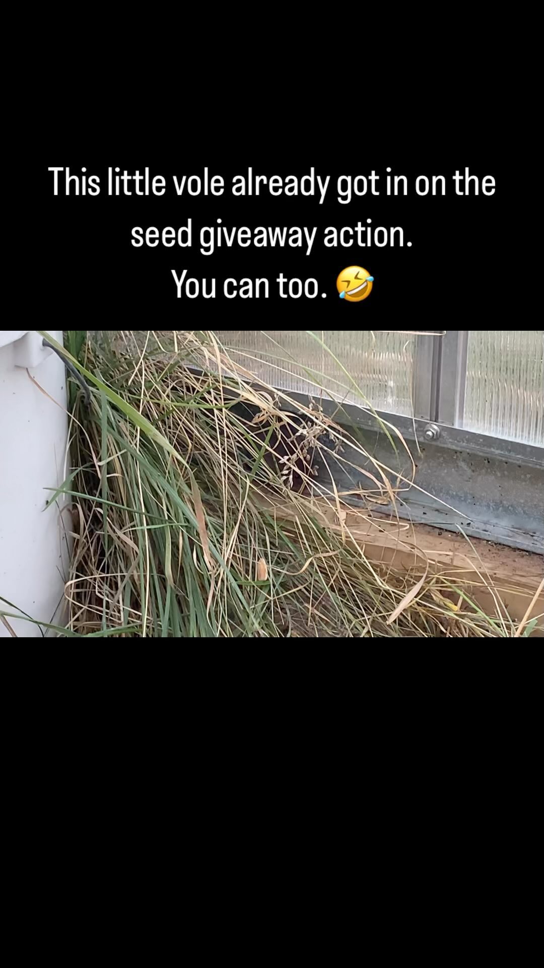 #Greenhouse #vole enjoying a few #sunflower seeds. Check out my #giveaway post to learn how you can get in on the action. 😆