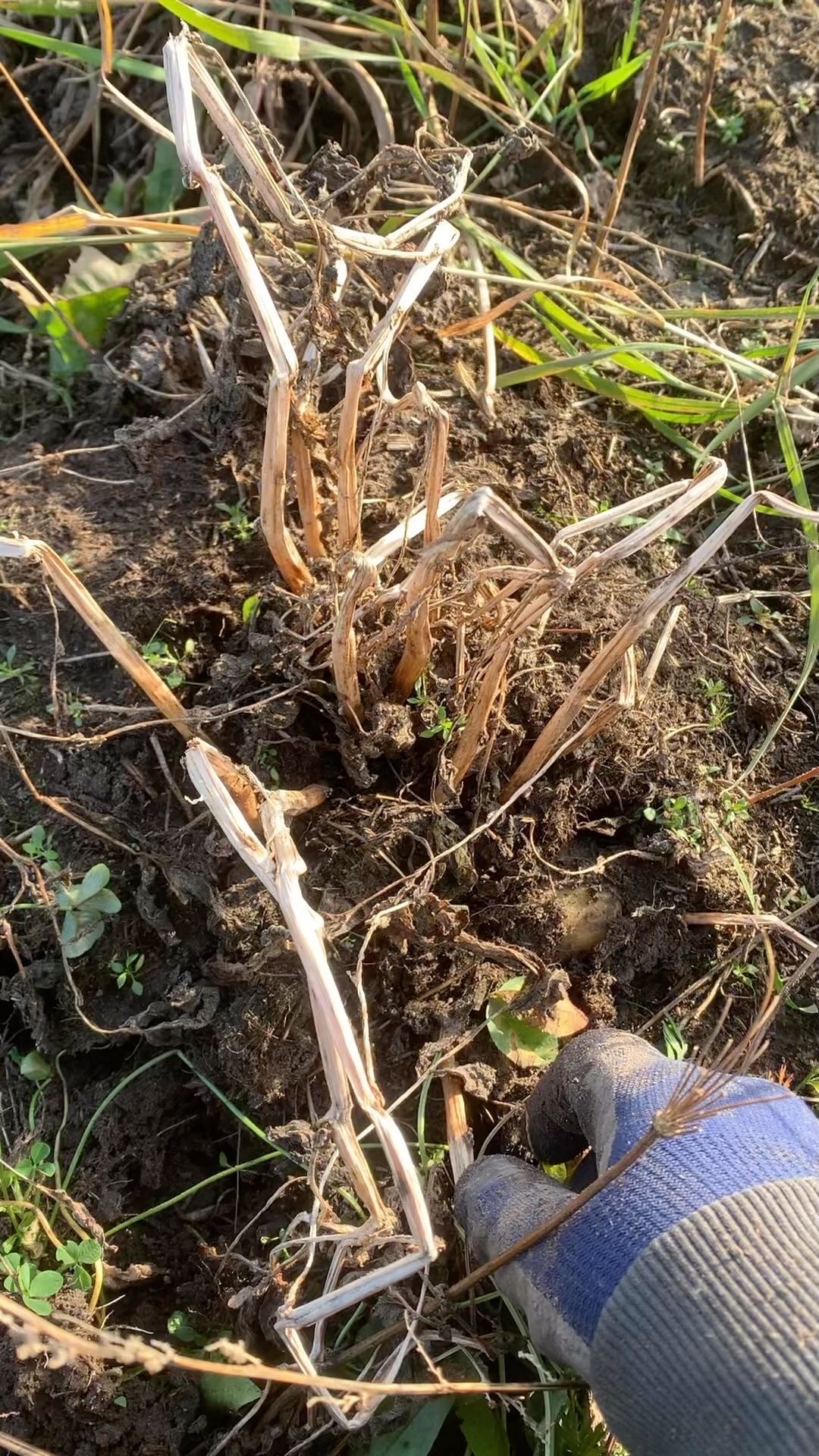 Did I plant #Kennebec #potatoes?
#farm #GreatLakes #garden #tubers #rootingaround #harvest