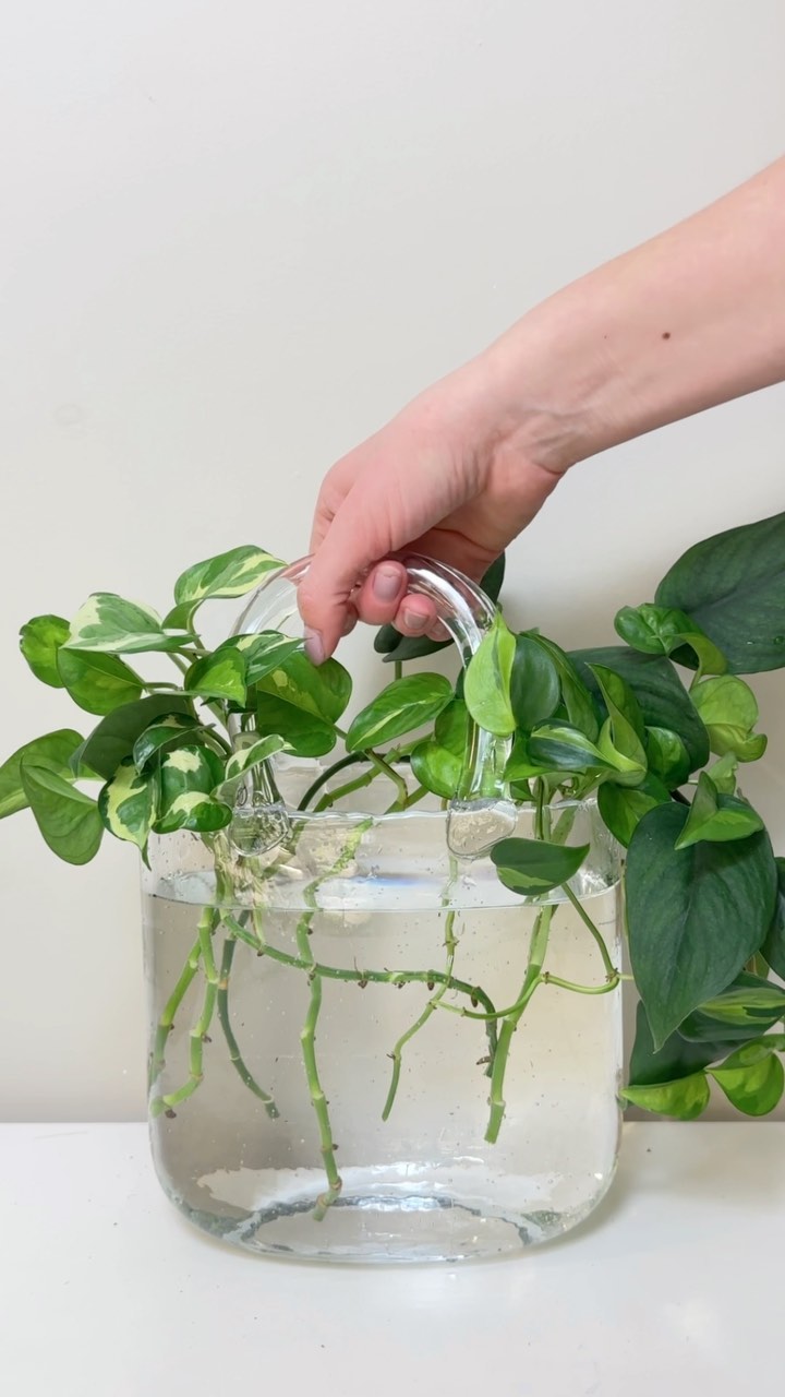 Decided to do a little something different with this vase this time around 🥰
I’ve been using it for flowers, but then I thought…PLANTS! 😂
🛍️ Links to products & special discount codes in bio! *I’m no longer using the link automation so commenting ‘links’ will no longer work! 🩵
If you make your own, tag me in your post! I’d love to see!! 🤩
Follow for updates!! 💚
#houseplants #houseplants #pursevase #uniquevase #glassvase #glassvasedecor #plants #interiordesign #interiordecor #globalgreenpothos #pothosglobalgreen #glacierpothos #njoypothos #philodendroncarnival #jadesatinscindapsus