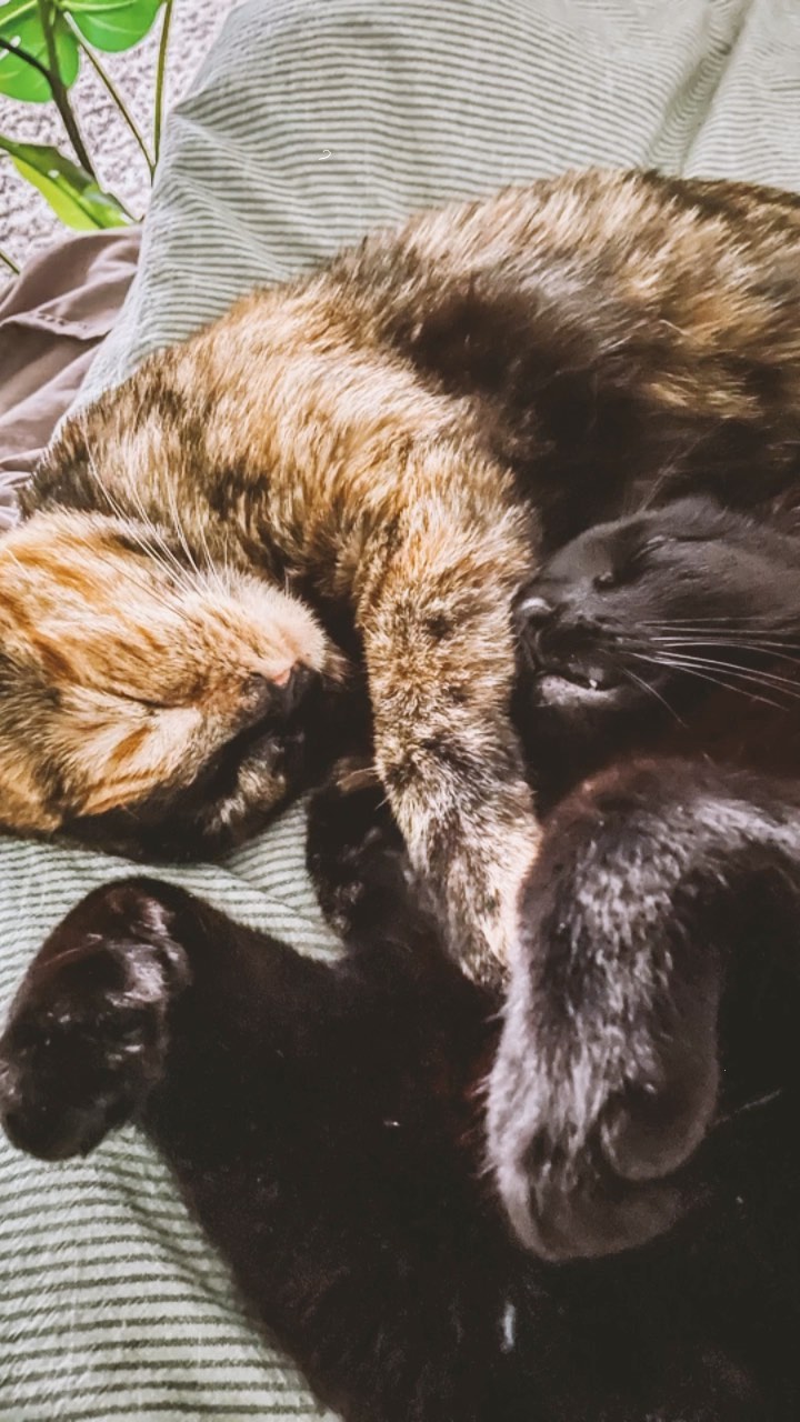 These guys don’t sleep together too often anymore. But when they do, they deliver!! 😻
.
.
.
#cairoandnori #noristory😻 #ohcairo😻 #pettherapy #littermates #catladylife #blackcatsrule #tortietude #cuddlepuddle #everydayiscaturday #sleepykitty #sleepykittypurrpurrpurr #cuddlebuddies #photoshootsession #itsacatslife #catnapping #siblinglove❤️ #adoptdontshop🐾