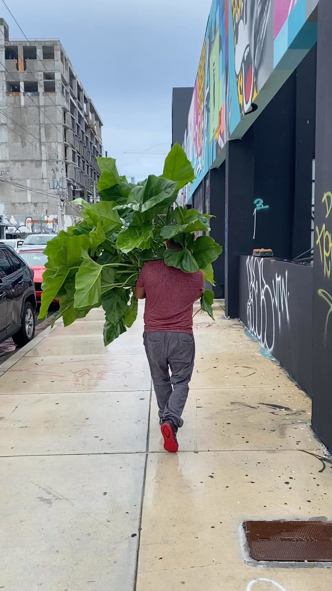 We’re bringing the Jungle to Wynwood for “The Forbidden.”
@keeks_corner and I are working BTS to bring you a plant and art experience like no other!
Rare plants: tropicals and cactus with the perfect backdrop - graffiti art 🖼
Music and drinks are included cause we’re Latinas, so expect to have fun💃🪩
Philodendron by @sunsetnursery
See you there!
Saturday, Sept. 24
1-5 pm
RSVP link in bio
*
*
*
*
*
#rareplants
#rarecactus
#raresucculents
#plantreels
#thingstodoinmiami
#theforbidden
#tropicalplants
#succulents
#miamievents
#plantaddict