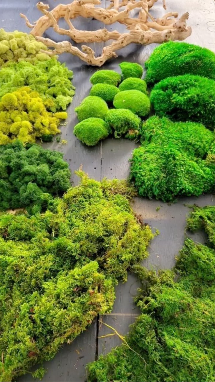 Biophilia is the art of reconnecting with nature and bringing the outside in. Sometimes this concept overwhelms because you may think it requires lots of plants and maintenance.
Incorporating moss art is an exceptionally minimal maintenance application. ZERO MAINTENANCE OR WATERING REQUIRED!
This moss art was created in collaboration with @mossbydanis.linares and can be found on our site.
*
*
*
*
#moss
#mossart
#mossframe
#biophilicdesign
#biophilia
#plantsmakepeoplehappy
#homedecor