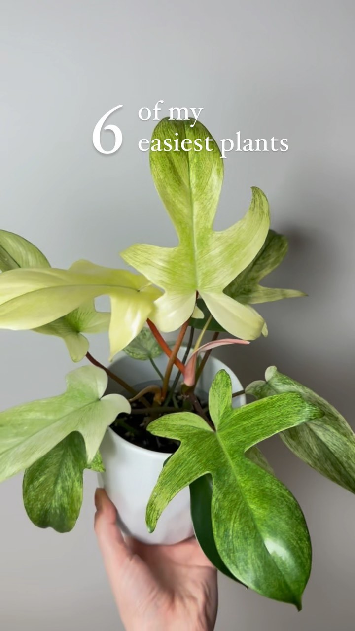 Do you disagree with any of these? 🤔
All of these are SO easy to grow for me and very forgiving when I forget to water them for a little too long 😜
#philodendronfloridaghost #philodendronringoffire #syngoniumalbovariegata #syngoniumalbo #syngoniumpodophyllum #stringofturtles #stringofhearts