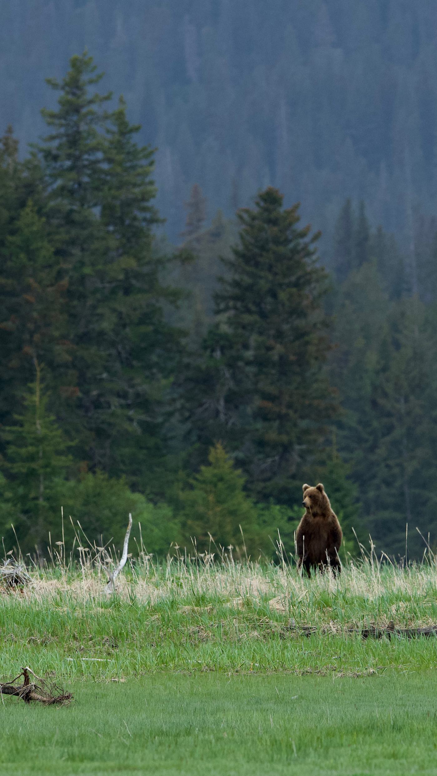 little bear, big forest
Come enjoy the quiet of June in Lake Clark with us at @lakeclarkresort
#alaska #reels