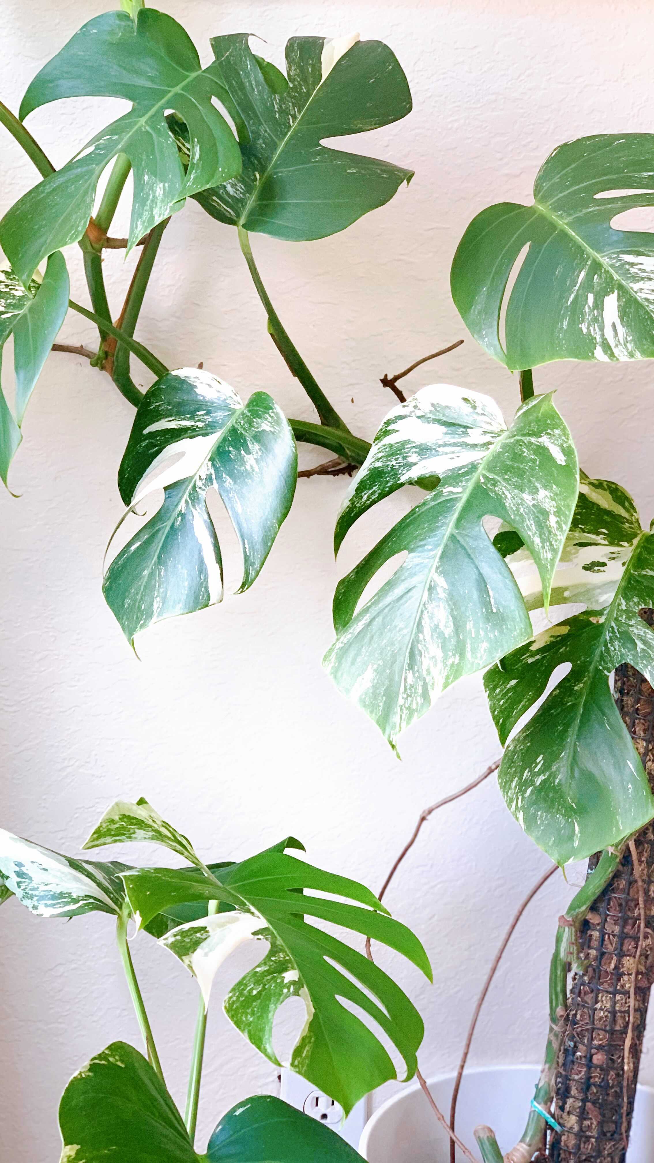 Did you know some people have a difficult time distinguishing the Monstera deliciosa ‘Albo’ vs the Monstera deliciosa ‘Thai Constellation’
There are several differences, but an obvious one is their growth habit! One is a vining, climber the other grows out more than up.
Select your answer above☝️
*
*
*
*
#monsteramonday
#monsterathaiconstellation
#monsteraalbovariegata
#monstera
#monsterafanclub