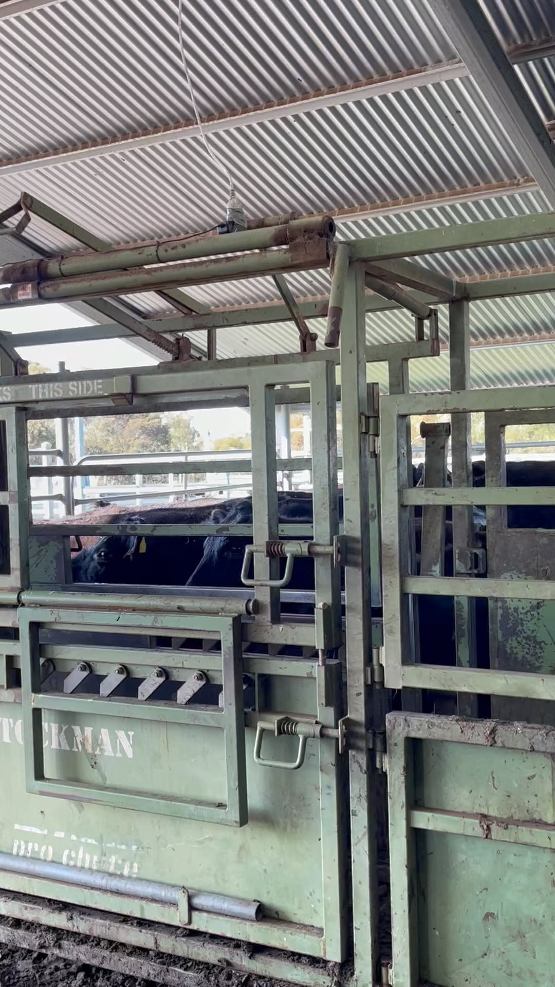 Just love the peace and quiet of working in the yards when you have split the cows off from their calves 🤦🏼♀️
#thinkillneedsomepanadol #canthearyourselfthink #echoingoffshed #aiing #farmlife