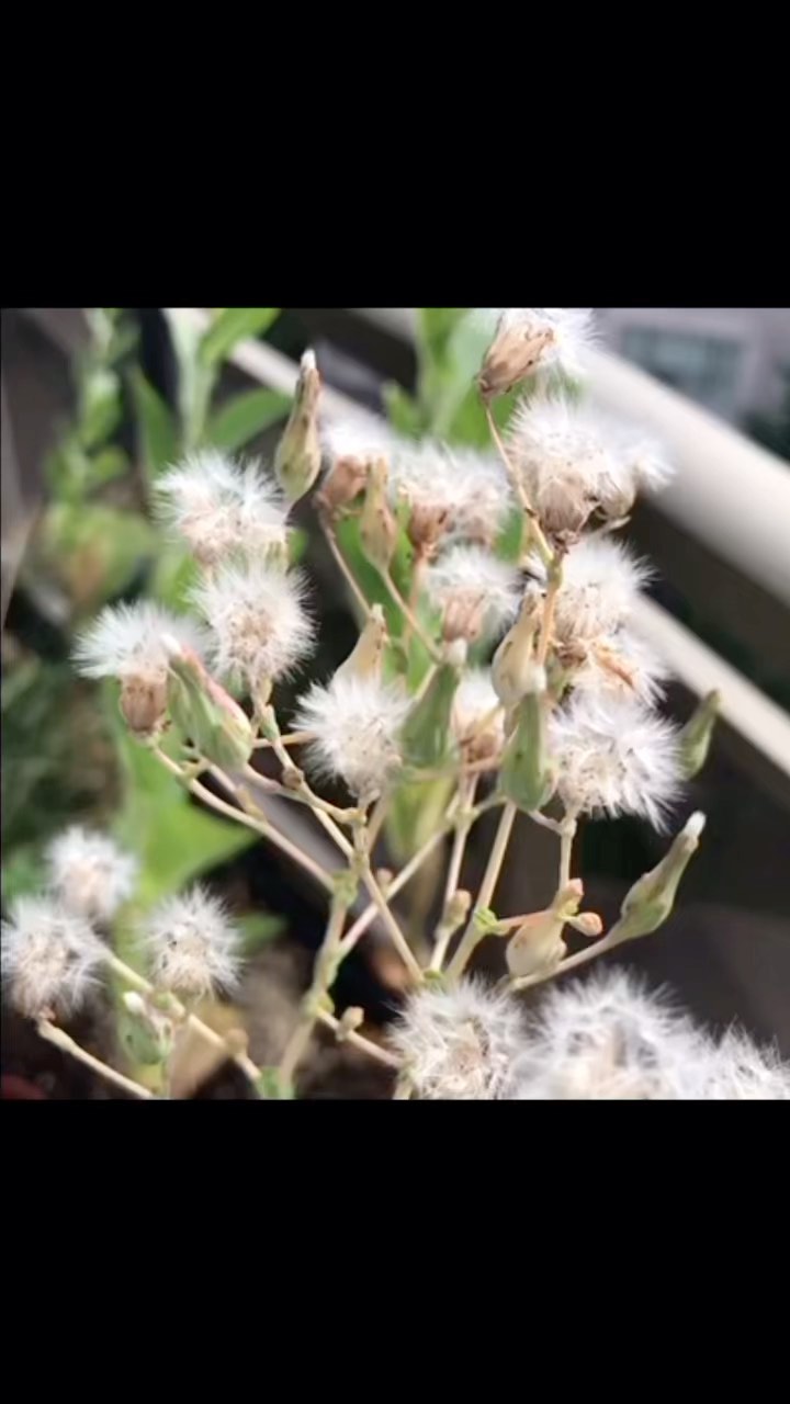 SAVING LETTUCE SEED Here’s a quick little video of how I collect lettuce seed. I always let a few heads bolt for seed. I do try to keep the different varieties from blooming at the same time but am also okay with a little variation. 😊 #seedsaving
