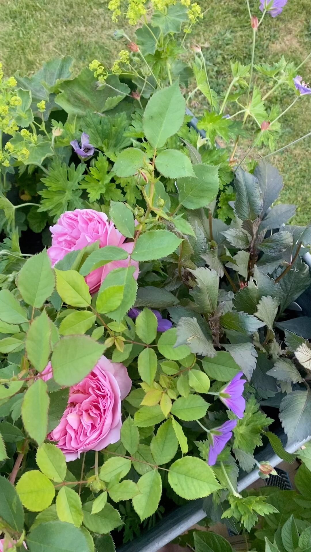 Current favourite garden moment: Rosa ‘Boscobel’, Geranium ‘Rozanne’, Alchemilla mollis & Dahlia ‘Totally Tangerine’ 🧡💗💜💚 sound on for the 9pm dusk chorus! 🕊️🎶
