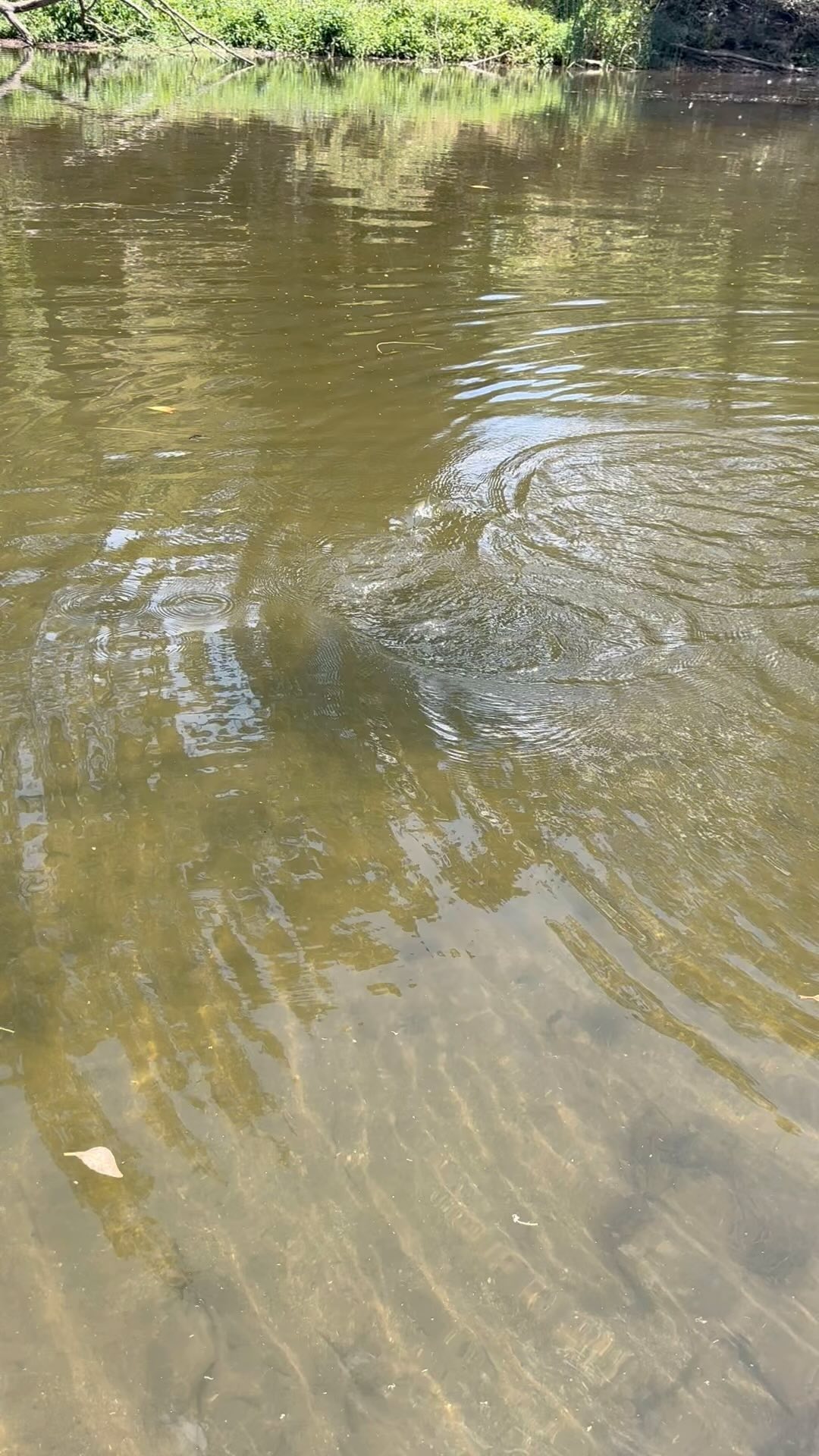 For me fly fishing is not just about catching fish. It’s the places we go, the friends we make and the things we learn. A new species on Sunday for me. Freshwater Herring on a dry fly. Great fun with the @redtruckflyfishing Diesel 486-4 Rod.
#flyfishingaustralia #flyfishingnz #dryfly #dryflyfishing #flyfishing #flyfishingtrips