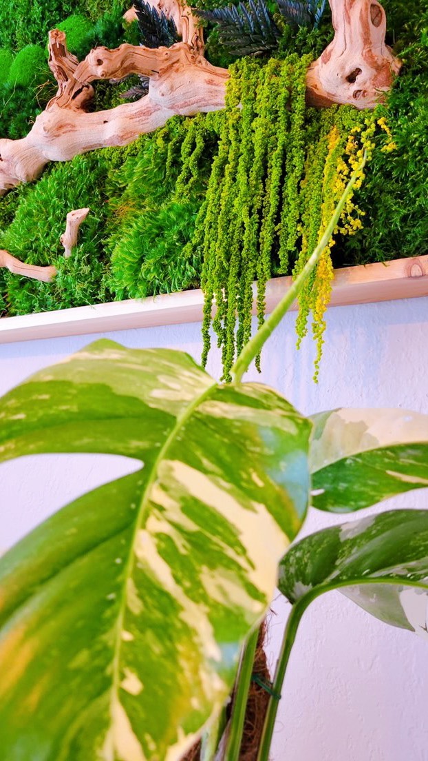 The beauty of nature is undeniable!
I’m always connected, even at home, as I’m sure you are since many of us are working from home.
I want to feel at peace in my home and connected to nature.
Biophilic design, the art of bringing nature into your home, is not just a style but a philosophy🪴
You can do this with plants or bring the forest into your home with a moss art piece🪴
This one currently hangs in my home, but I will have more available on my website.
Thanks to @mossbydanis.linares for your art masterpiece. I love collaborating with you💚
*
*
*
*
#mosswall
#moss
#biophilicdesign
#biophilia
#epipremnumaureum
#epipremnumpinnatumvariegata
#anthurium
#tiptuesday
#plantsmakepeoplehappy
#greenwalls
#homedecor
#biophilicdesign
#interiordesign