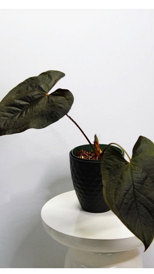 Happy Anthurium Thursday! They say the third time’s the charm; let’s hope it is! I’ve tried to upload this reel a couple of times, but each time it’s been taken down by IG because of the music (Harry Styles🤷♀️)?
Nothing makes me happier than seeing our plants in your home. When I received an online order and realized it was from Eunice @idrinkandigrowthings I nearly fell out of my chair! I’ve been following her for years since I worked at Costa!
When I learned she was a Latina, I was even more proud because representation matters! Latinas supporting Latinas💃🏼
I hope you are following @idrinkandigrowthings she makes great content🪴💚