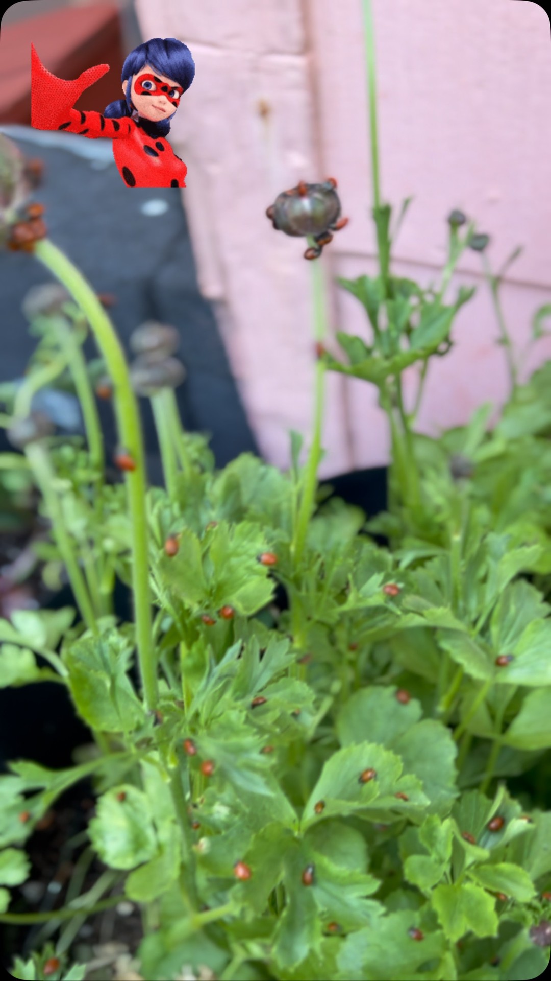 #sanfrancisco #ecoeventplanners #sf #sanfranciscofarmexchange #sanfranciscoworld #urbangarden #sanfranciscobay #ladybug #ladybugs