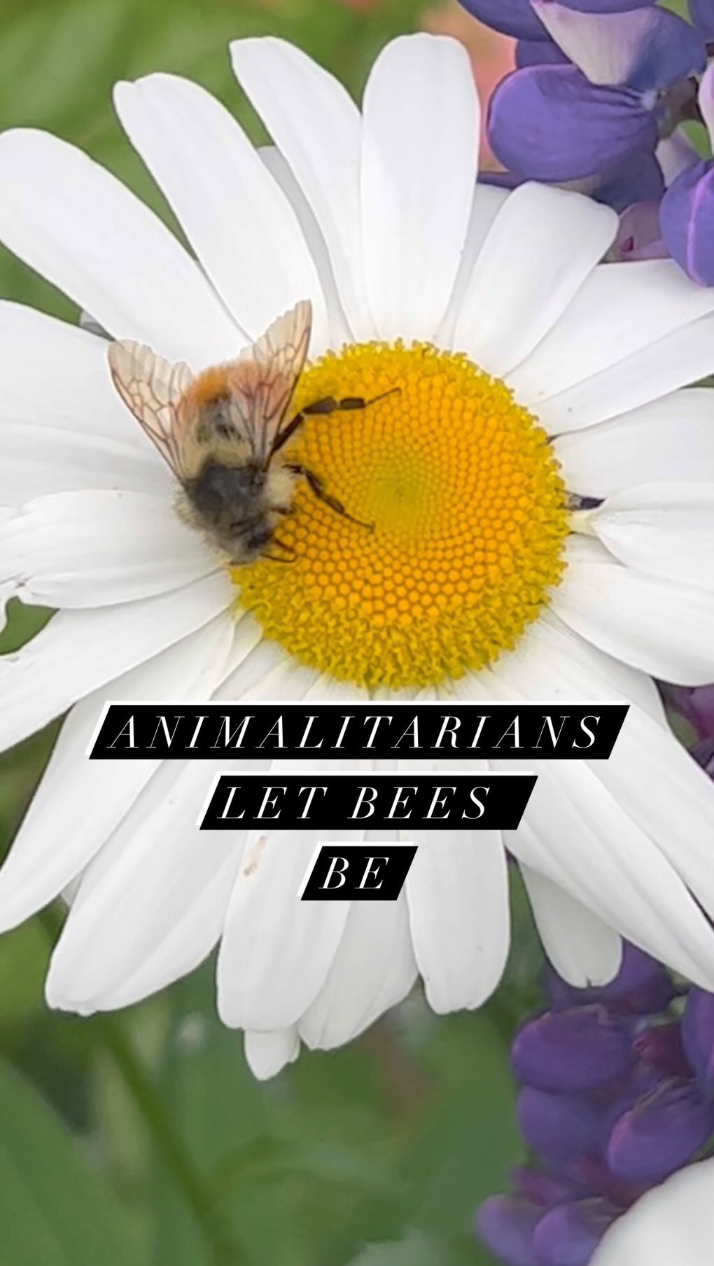Animalitarians like the bees. We need the bees. We let the bees be so they can do their important work. Bees and butterflies help pollinate approximately 75 percent of the world’s flowering plants. They pollinate roughly 35 percent of the world’s food crops, including fruits and vegetables.
#animalitarian