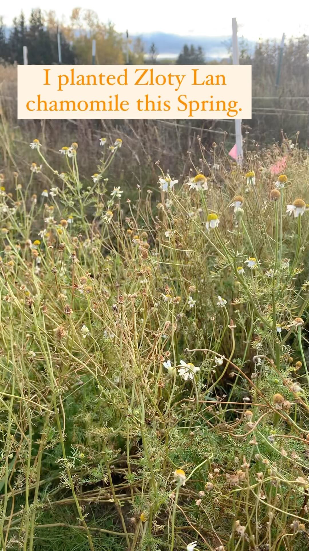 I planted #ZlotyLan #Chamomile (a #polyploid from @adaptive_seeds) this spring at the #farm. The #flowers were big and beautiful and made an excellent, calming #tea. I was harvesting #seeds last night and noticed how many little #plants had already #self-seeded. They are so cute and so distinct!
#seedfarm #seedkeeping #smallfarm #medicinal #medicinaltea