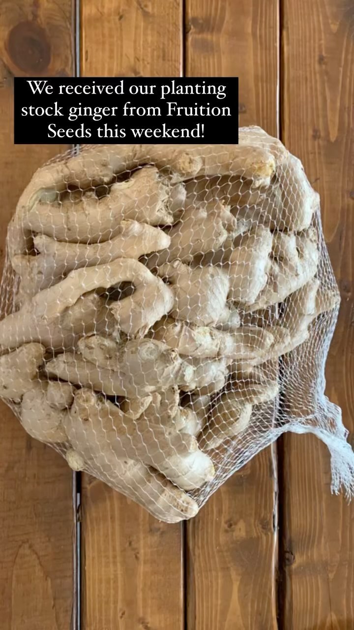 We received a few pounds of #organic #ginger #planting stock from @fruition_seeds this weekend! How exciting! This morning, Reo (#farmpup) and I went through the #rhizomes and cut them into pieces that we will eventually #sprout on heat mats and then plant outdoors or in our unheated #greenhouse.
This is my first time trying to #grow #babyginger and we are in #zone4. #Gingerroot is a little outside the realm of what we usually #grow, but I enjoy trying out a few new things each year (and have you seen or tasted baby ginger?! They look beautiful!).
Since this is my first time, I signed up for Fruition’s “Grow Your Own Ginger!” course. It’s free and the videos are bite-sized, which is awesome.
#root #farm #michiganfarm #northernfarm #northerngrowing #greatlakesfarm #fruitionseeds #zone4farm #zone4grown #march #greenhouse #seedstarting #rhizomesprouting #gingergrowing #growingginger #gitigaan #garden