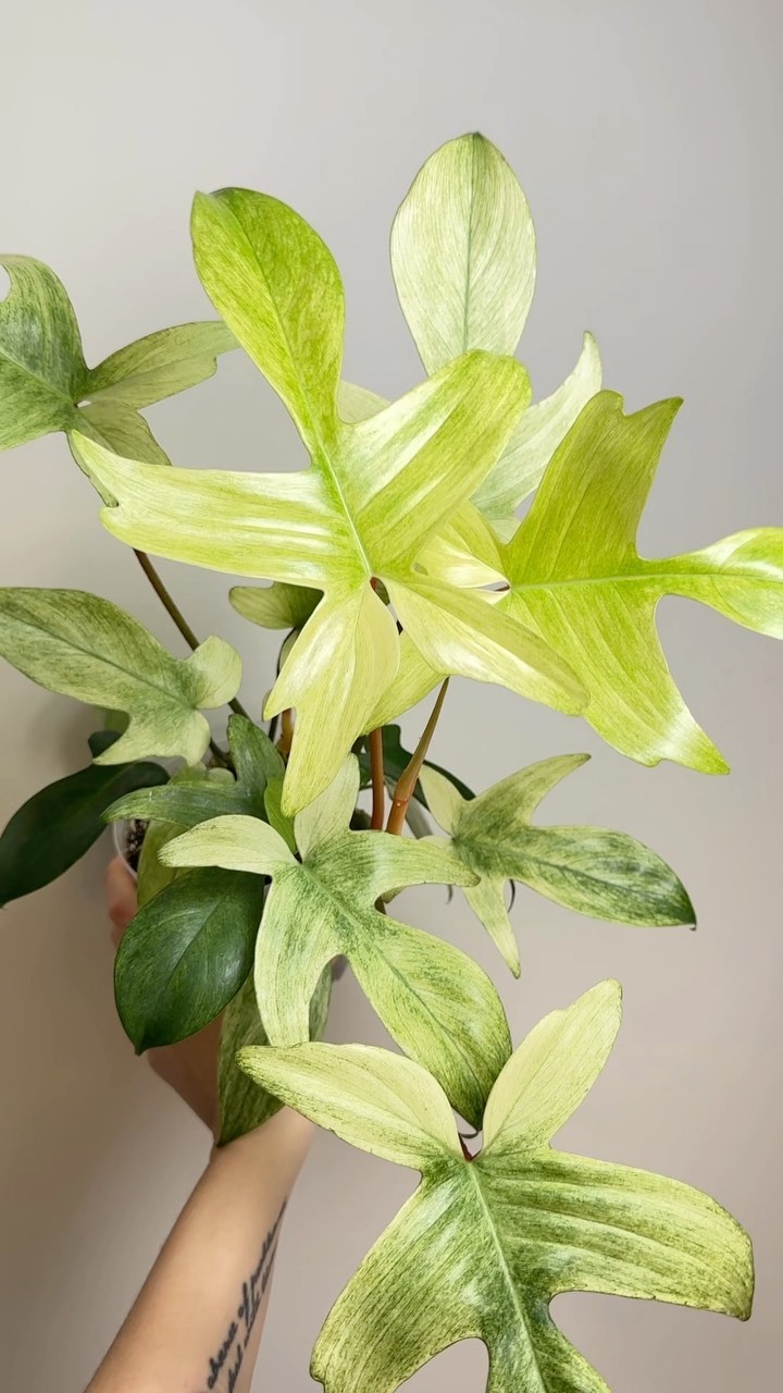 Truly obsessed with this plant. Literally love everything about it. #philodendronfloridaghost
Thinking I should give it a pole now 🤔 What do you think?
🛍️ Links to my favorite products & special discount codes in bio! 🩵
#philodendronflorida #philodendronfloridaghostmint #whiteplants #variegatedplants #houseplants #plantsmakepeoplehappy