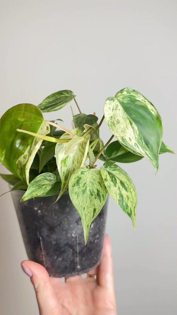 It’s been a while since I’ve posted this guy! It’s finally started growing some beautiful new leaves 😍 #philodendronhederaceumvariegated
🛍️ Links to my favorite products & special discount codes in bio! 🩵
#philodendronhederaceum #variegatedheartleafphilodendron #philodendronhederaceumvariegata