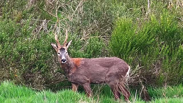 Ben recently completed a repeat census cataloguing the highest quality Roe bucks at a site in lowland Scotland.
This particular job involves monitoring and filming all the mature bucks annually to ensure the best bucks remain on the land as per the management plan.
This approach is certainly paying off with dozens of prime bucks recorded and filmed.
#BHWildlifeConsultancy #BHWC #drone #dji #dronephotography #dronestagram #drones #droneoftheday #dronelife #djiglobal #aerialphotography #nature #djimavic #dronepilot #dronevideo #droneshots #dronefly #landscape #aerial #matrice