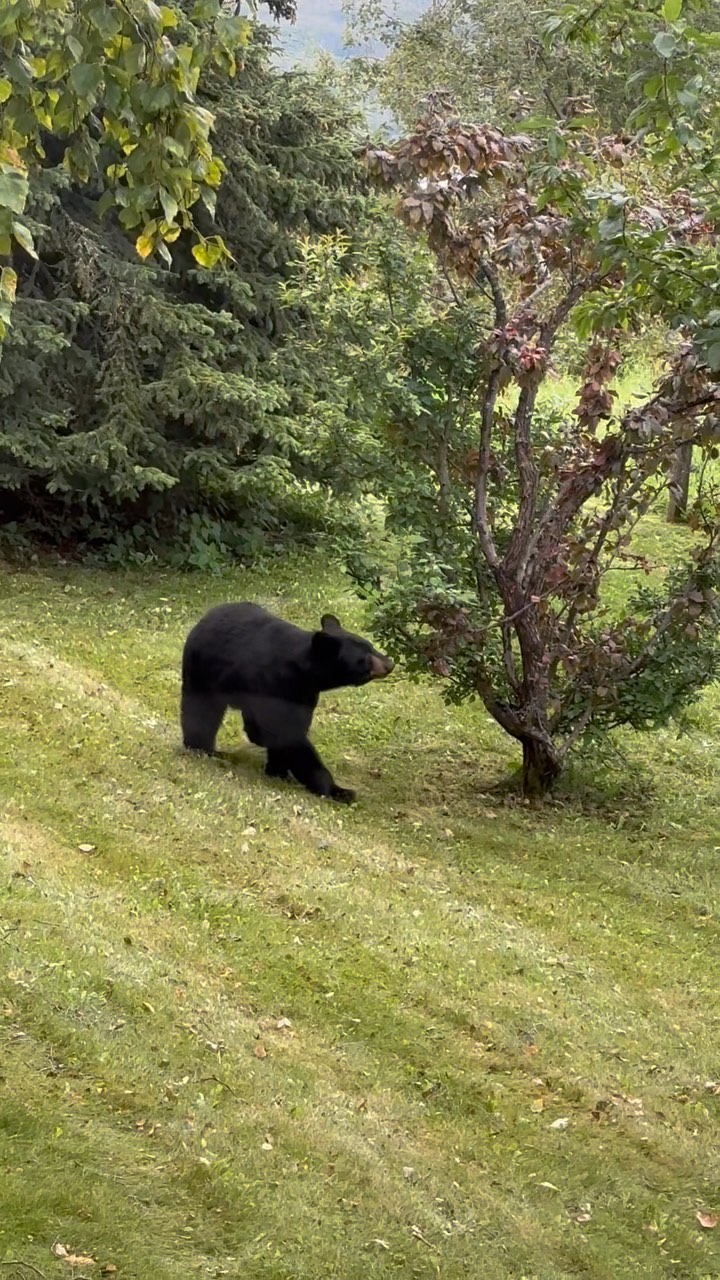 Just a lazy afternoon soaking in some sun and snacking on crabapples. Hard to get work done with this lovely distraction outside my window. #alaskalife #alaskawildlife #blackbears #livingyourbestlife #healthylife