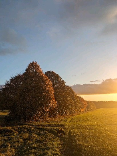 Ridiculously beautiful colours on this afternoon's walk ~ golden light, long shadows, burnt orange leaves...a truly autumnal palette 🍂🍁