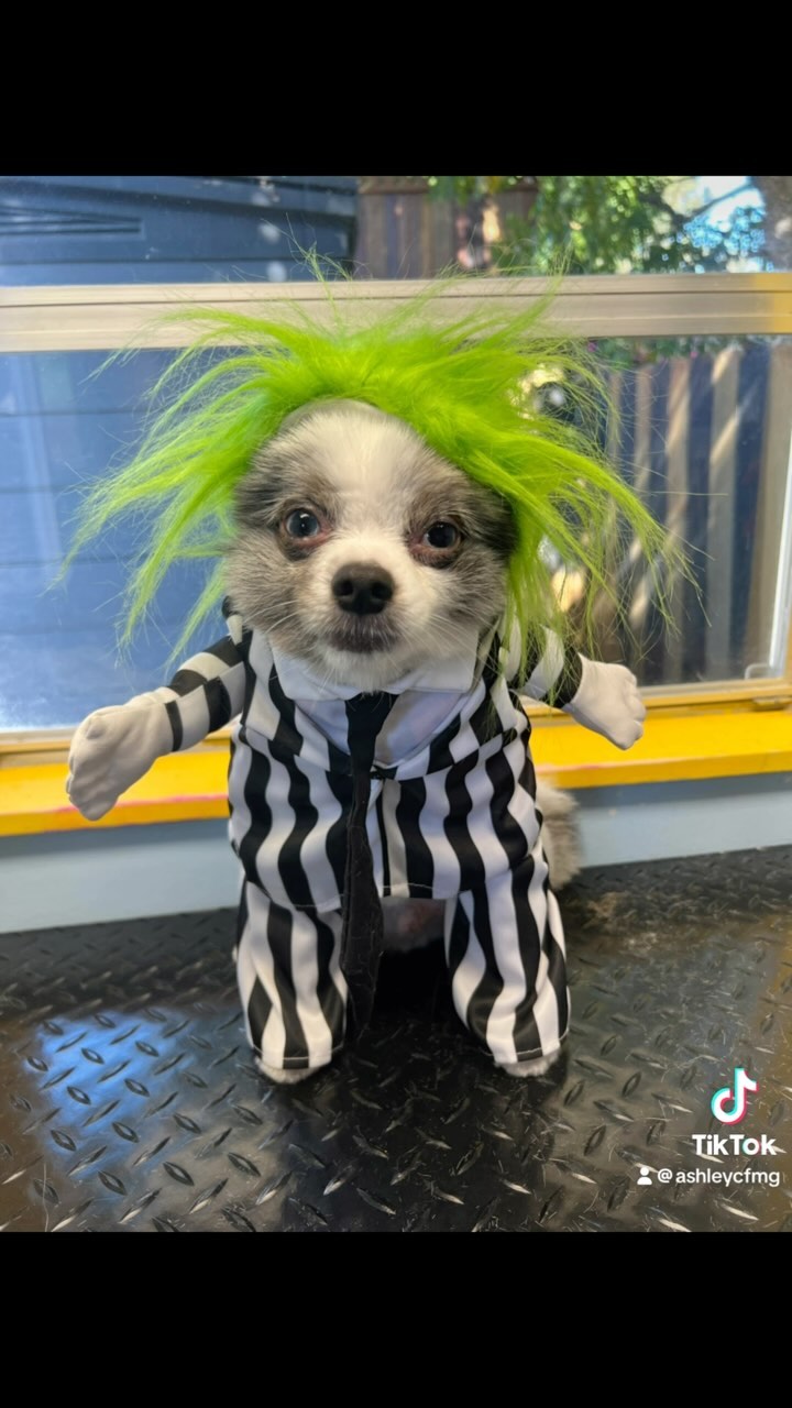 Happy Halloween! 🎃👻
#Catgroomer #doggroomer
#halloween #petsincostumes