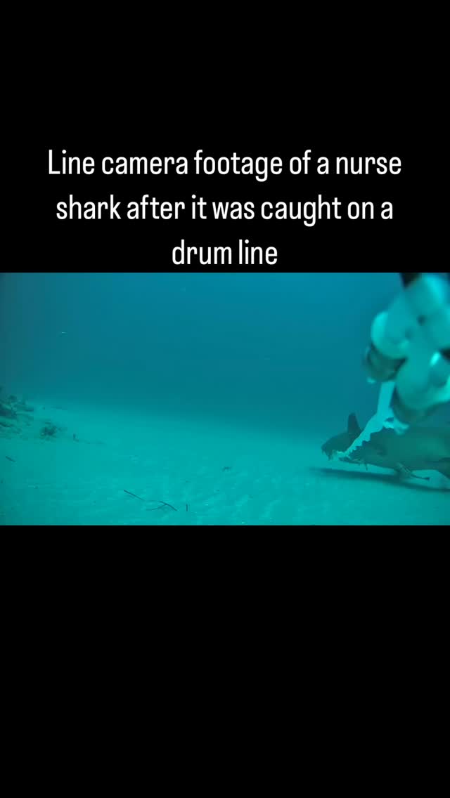 We tried using a line #camera today and were pleasantly surprised to get such great #footage of a #nurse #shark after it was caught on the #drumline. Total catch was 3 #nurseshark, 1 #bull, 1 #lemonshark, 1 bite off, and 1 straightened #hook. Looking forward to getting out #fishing again soon to refine the line cam setup to get even better footage in the future. @fauscience #marinebiology #sharks #fieldwork #linecam @colganfoundation