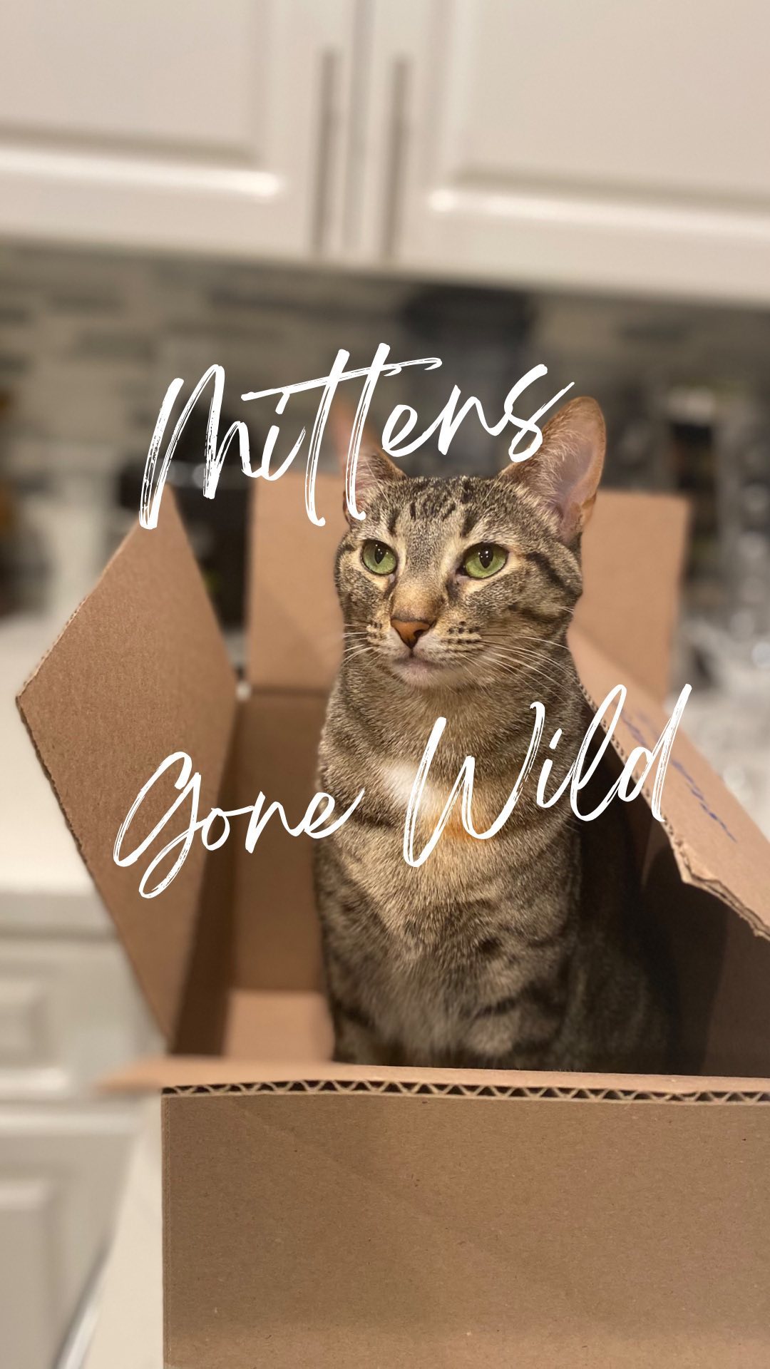 Mittens wild in the jungle😹 How do your pets deal with your plant addiction?
*
*
*
*
*
#plants
#plantreels
#catsofinstagram
#cats
#typingsounds
#plantsmakepeoplehappy