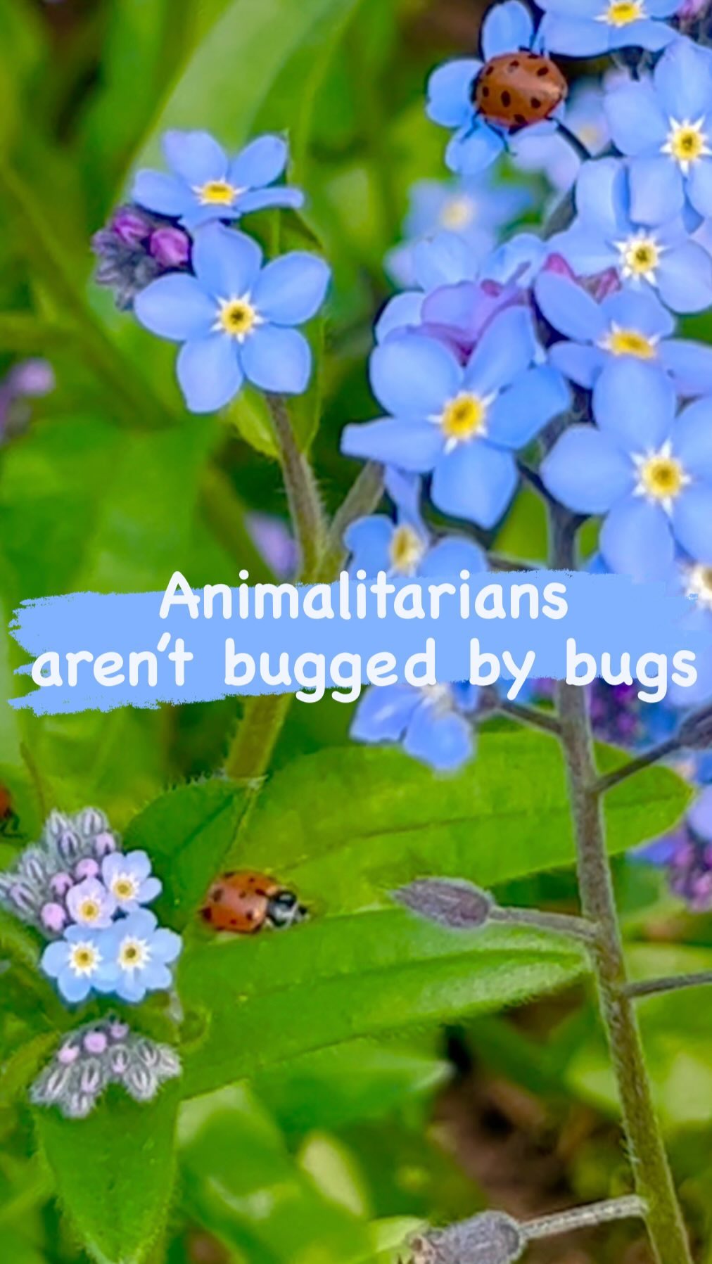 Animalitarians realize that bugs play an essential role in our ecosystem. The beloved🐞 has been known to bring luck but, did you know they are most helpful at keeping aphids from destroying roses and other garden plants? During their life span of approximately one year, they can eat up to 5000 aphids.
#animalitarian