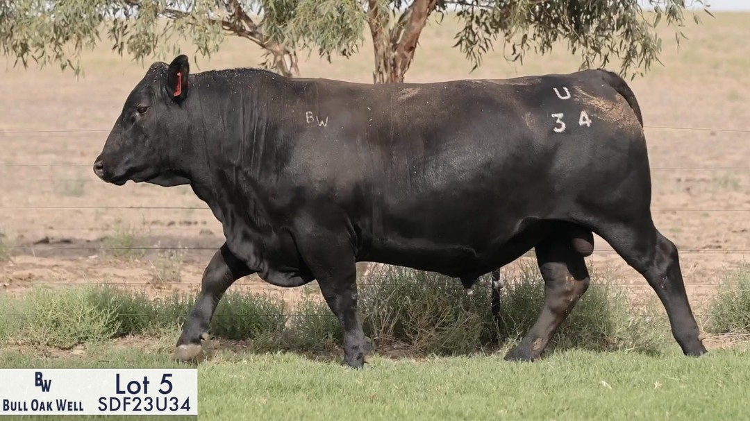 Lot 5-Bull Oak Well Rhino U34-SDF23U34
The first Rhino R11 son to sell. U34 is an outstanding calving ease bull, with birth weight +3.5 and calving ease direct +3.4. He's so well put together up front and has a lot of length. U34 is out of a first calving Nobleman daughter, S6.
This fella is Harry's pick bull this year!
Sells 17th Feb @ 1pm
@spencedixandco @pphs_stockagents @angusaustralia @auctionsplus @bjslivestockphotography