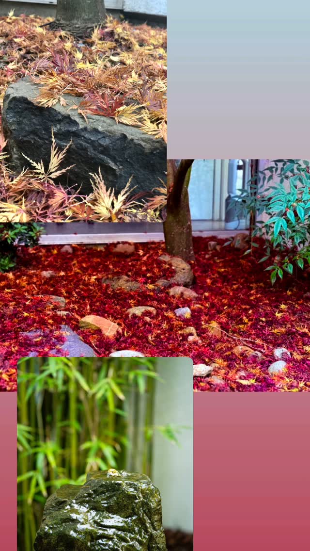 The red leaves 🍂 have settled gently on the grounds of Zenkai - where healing meets the seasons.
Here, amidst natures quiet transformation, we honour the wisdom of letting go, the stillness between breaths, and the body's deep capacity to heal.
Step into the calm. Return to yourself.