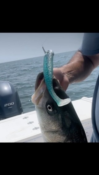 Paddletails are working well right now on the south side from shore and on the boat. #capecodfishing #myfishingcapecod #onthewater #monomoytackle #harwichsportbaitandtackle #monomoyfishing #stripedbassfishing #nantucketsoundfishing
