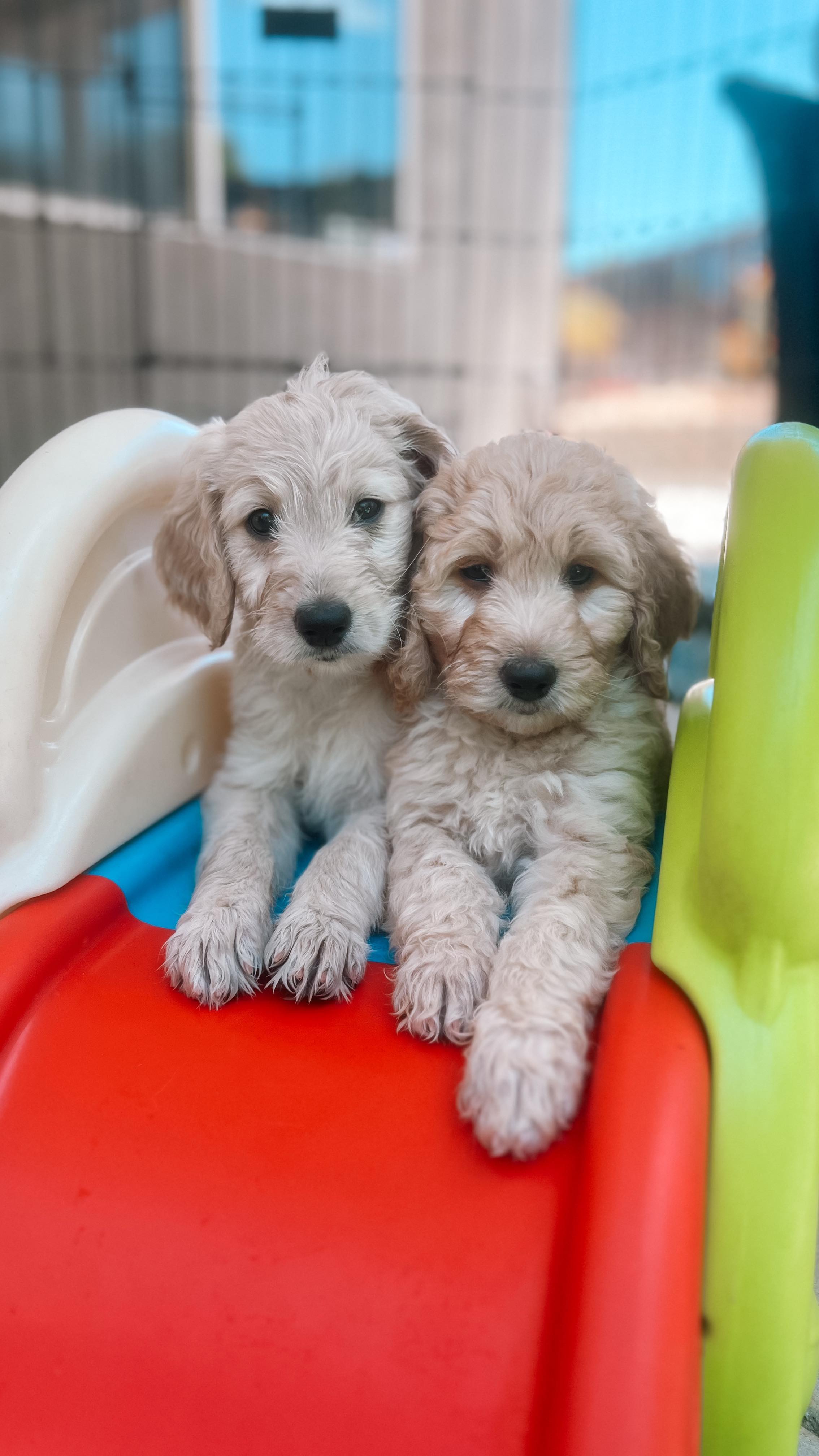 You’ll never look back and say, “I spent too much time with my dog.” #goldendoodle #goldendoodlepuppy #puppygram #puppies #puppytips