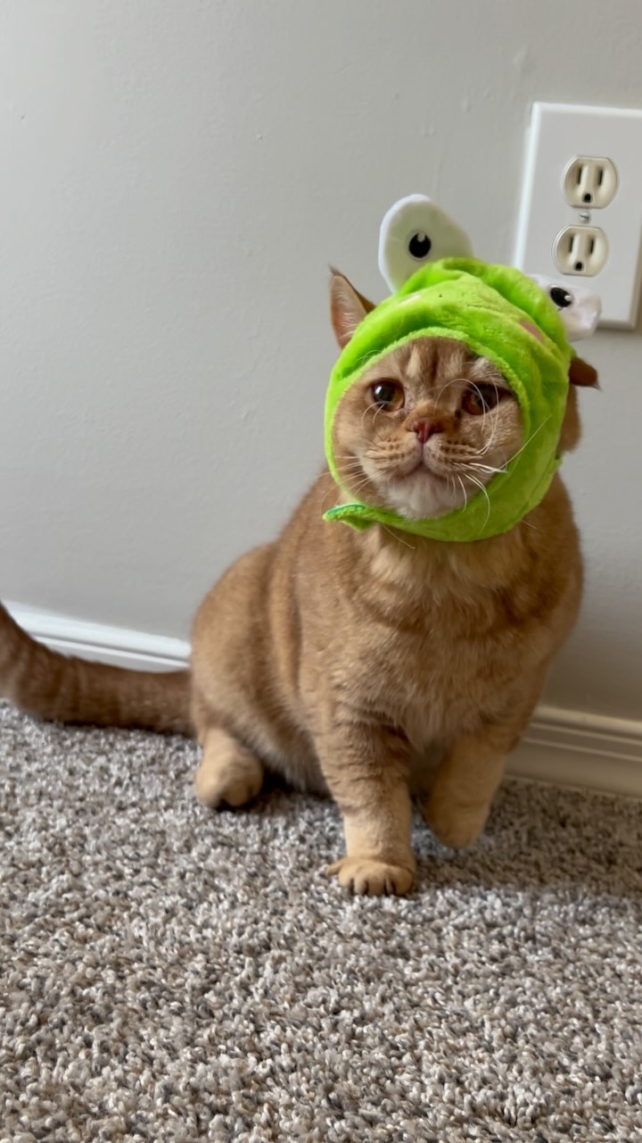 Do you agree that he’s cute? 🥺
#britishshorthair #britishshorthaircattery #britishcat #cat #cats_of_world #catsofinstagram #cattery #breeder #cinnamoncat #browncat #cutecat #froghat #reputablebreeder #catbreeder #kitten #kittens #friendlycat
