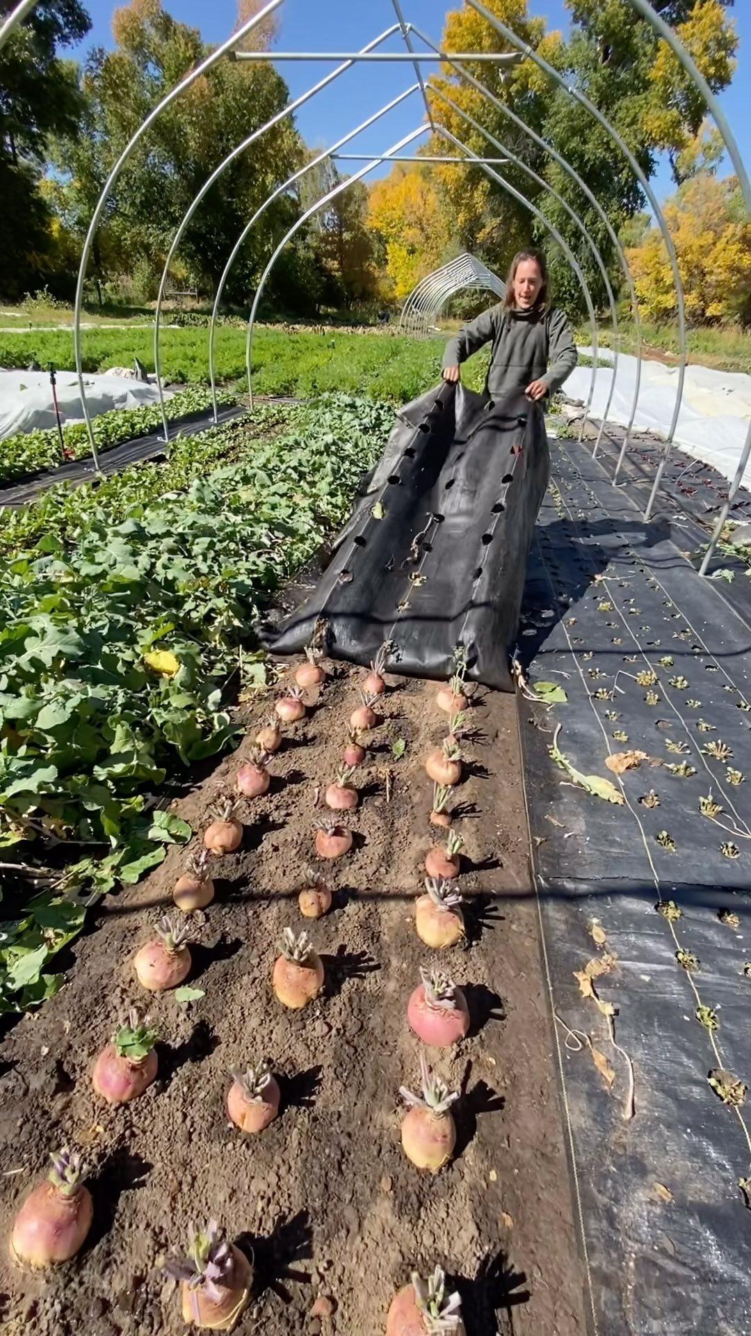 First of the winter storage crops are starting to come out of the ground ❄️
Now that we’ve had a couple good frosts to sweeten things up, we’ve got the go ahead to start pulling our storage crops out of the ground. For most things we’ll still wait a few more weeks, but these grapefruit-sized rutabagas were inhabiting some valuable bed space that will soon be planted to winter greens in our of our two new tunnels. So they were the first to go!