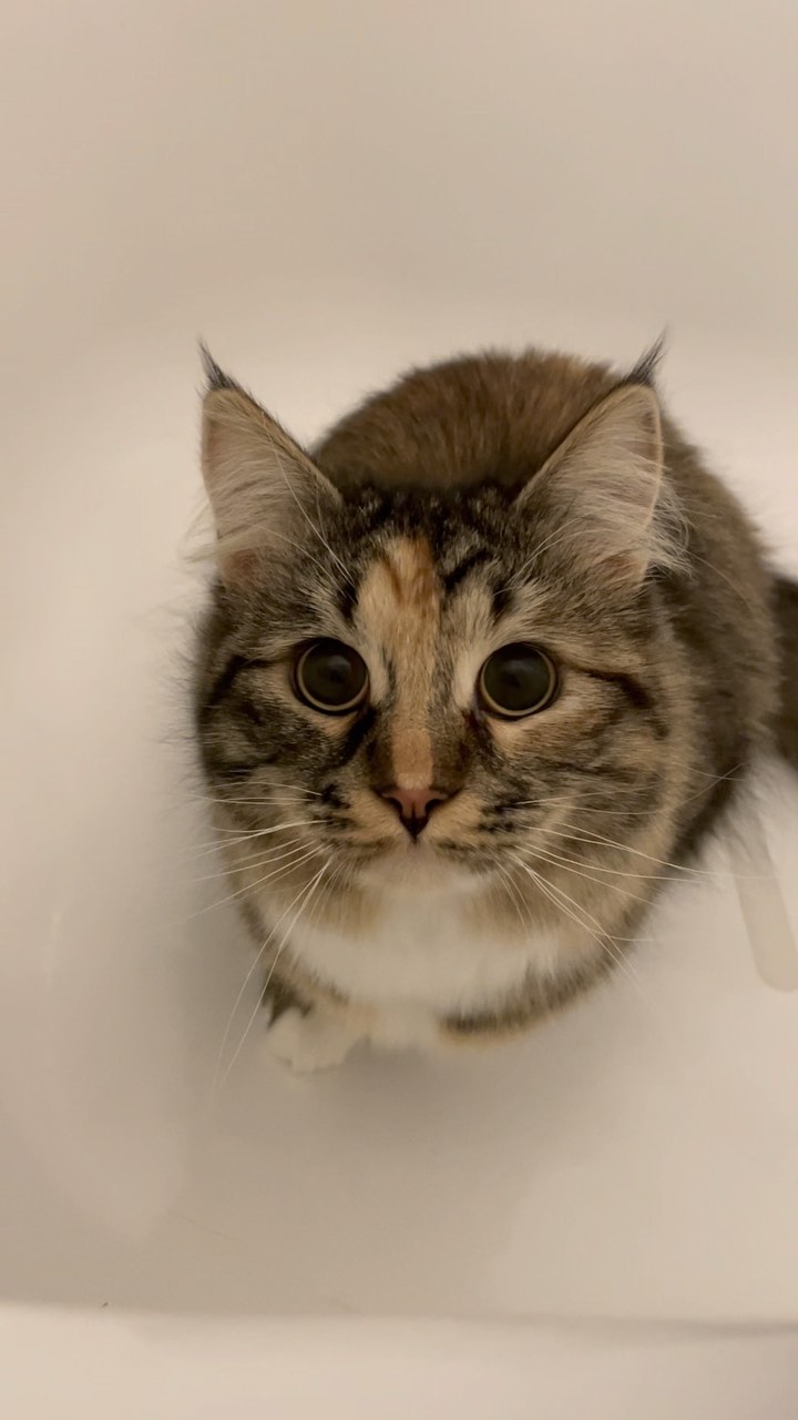 toffi’s crazy eyes