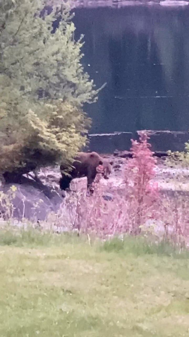 #grizzlybear #grizzly #bear #chathamchannelcabins #chathamchannel #offgrid #offgridgal #offgridliving #westcoast #westcoastbestcoast #nature #naturelover #wildlife #peekaboo