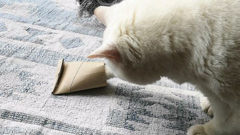 Happy international cat day! π»
This is a very easy enrichment activity. I try to use recycling as much as possible, no need to buy plastic toys for our cats and dogs. Here is Dorothy showing how it's done, she's very gentle with her paws.
#internationalcatday #cats #catbehaviour #catbehaviourist #whitecat #felinebehaviourist #feline #catenrichment