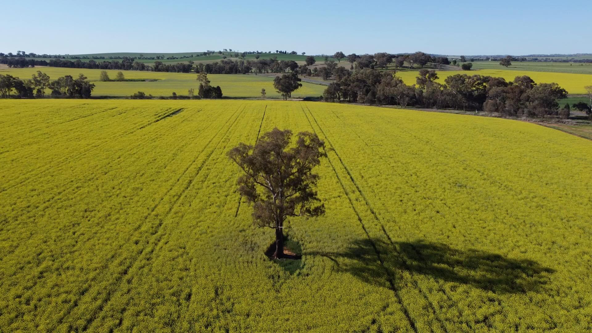โIf youโre not in the Riverena then where you aaattt โ๐๐๐ผ
There are still plenty of beautiful canola paddocks in bloom. Visiting the Riverina in spring is must for any travel bucket list ๐โ
