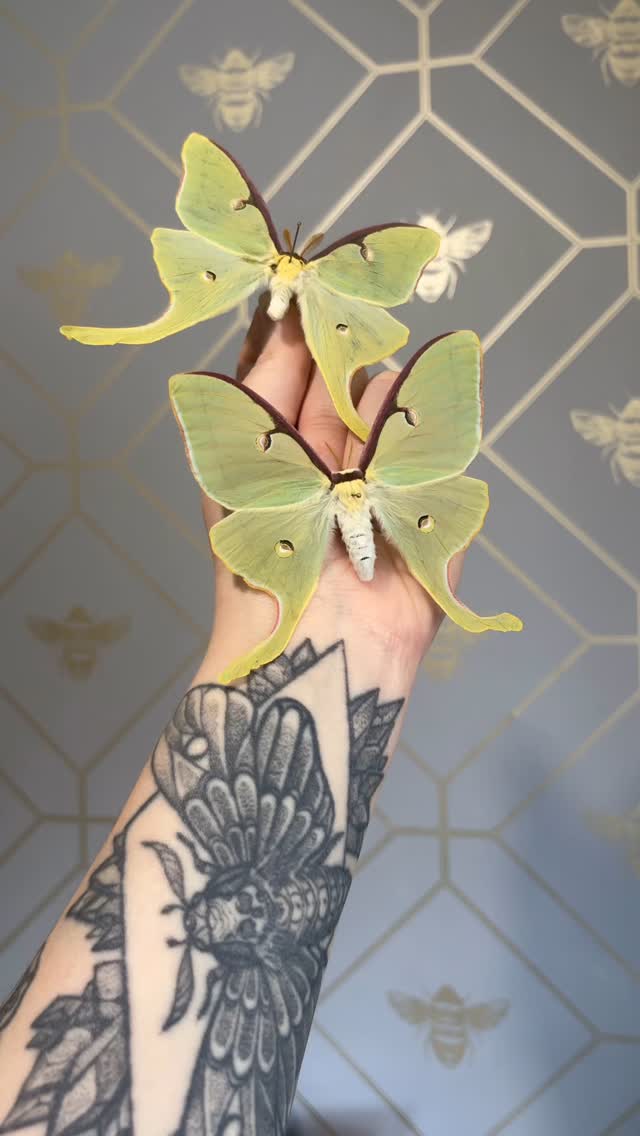🌙 Delicate. Rare. Unforgettable.
At DeadSet Co., we honour the quiet beauty of nature’s most fleeting wonders.
This Luna Moth, with her moonlit wings and spectral glow, is more than a specimen — she’s a symbol of transformation, transience, and the uncanny elegance of nature.
Curated for cabinets. Meant to be marvelled.
#LunaMoth #InsectTaxidermy #MothPreservation #EntomologyArt #InsectCollector #PreservedSpecimens #DeadThingsAreBeautiful #OdditiesAndCuriosities #CurioCabinet #TaxidermyArt #InsectDisplay #naturalhistoryart #NatureArt #Oddities #InsectsOfInstagram #SpecimenArt #WeirdIsBeautiful #handcrafted
