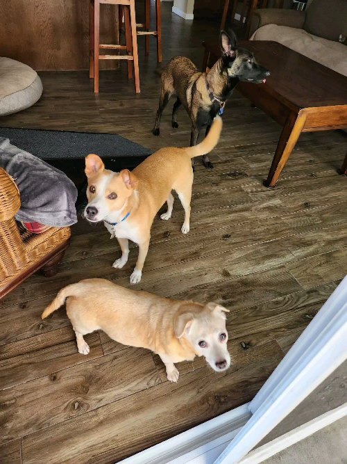 Meet Mindy, Zip, and Zoey! Their owners went on vacation for a couple of days and asked us to check on them in the mornings and evenings and booked our Two Visits a Day Service.
During our visits, we fed them, took them on walks to a nearby park, and played with them. They were a fun little trio to pet sit for!
Check out our website for more details on our in-home pet sitting and private dog walking services by visiting www.fourpawsandexotics.com. Contact us at (949) 510-3877 or info@fourpawsandexotics.com. #petsitting #dogwalking #petsitter #orangecountypetsitter