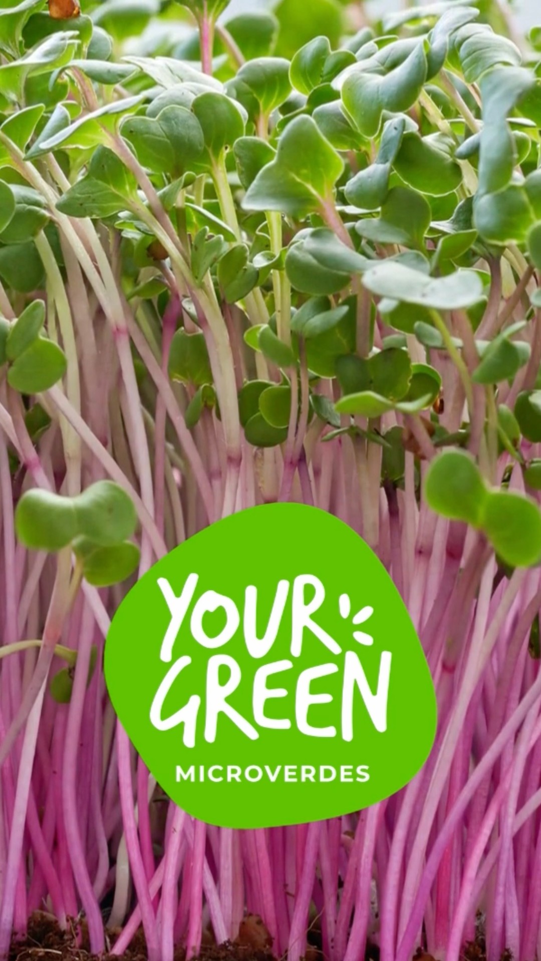 A YOURGREEN quer compartilhar um segredo delicioso para pais preocupados com a saúde de seus pequenos!
Sabemos o quanto vocês se dedicam para garantir que seus filhos tenham uma alimentação saudável e equilibrada. Hoje, queremos compartilhar um segredinho que fará toda a diferença na nutrição dos pequenos: os microverdes!🌱
Os microverdes são verdadeiros tesouros nutricionais. Além de serem ricos em vitaminas e minerais essenciais, eles vêm em uma variedade de cores e sabores que as crianças vão adorar. 😋
Incluir microverdes nas refeições dos seus filhos é uma maneira deliciosa de garantir que eles recebam os nutrientes de que precisam para crescerem fortes e saudáveis, além disso, uma forma divertida de introduzir um toque de verde na dieta.
🌟 Superalimento Nutricional: Microverdes são uma potência de nutrientes, repletos de vitaminas, minerais e antioxidantes essenciais para o crescimento saudável das crianças.
💚Explosão de Cores: Esses pequenos verdes vêm em uma variedade de cores vibrantes que tornarão as refeições mais atraentes para os pequenos.
😋 Sabores Deliciosos: Microverdes adicionam um toque de sabor delicioso a pratos e lanches, tornando a comida mais apetitosa para as crianças.
💪 Fortalece a Saúde: Comer microverdes ajuda a fortalecer o sistema imunológico e a promover um desenvolvimento saudável.
🥪 Versatilidade na Alimentação: Adicione microverdes a sanduíches, saladas, omeletes e smoothies para uma dose extra de nutrição.
Então, pais, vamos tornar a hora da refeição uma aventura saudável e colorida para nossos pequenos. Incentive o consumo de microverdes e dê a eles o presente da nutrição de qualidade. Seus filhos vão adorar! 💖👶🌿
Reserve agora seu pedido em nossa colheita e dê um passo em direção a uma vida mais saudável e sustentável. 🌿 #PrefiraOVerde com a YourGreen!
#PaisSaudáveis #AlimentaçãoInfantil #MicroverdesParaCrianças #NutriçãoInfantil #YourgreenMicroverdes #Superalimento #AlimentaçãoSaudável #Microverdes #ComidaSaudável #AlimentaçãoConsciente #Nutrição #ComidaOrgânica #ReserveAgora #EatingGreen #SaudávelEVital #Yourgreen #MicroverdesMaceió