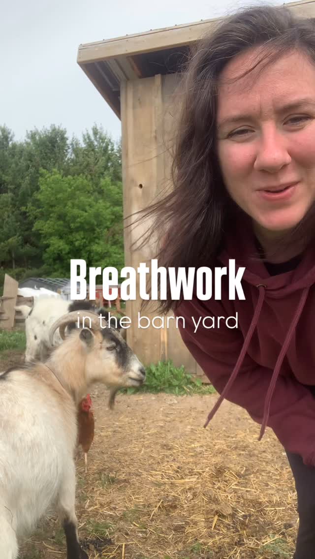 If you feel like banging your head against the wall- this one’s for you!
Gimme a 😍😍 in the comments if you wanna see more Breathwork in the barn yard!
#breathworkinthebarnyard #breathwork #farmgirl #goatsofinstagram