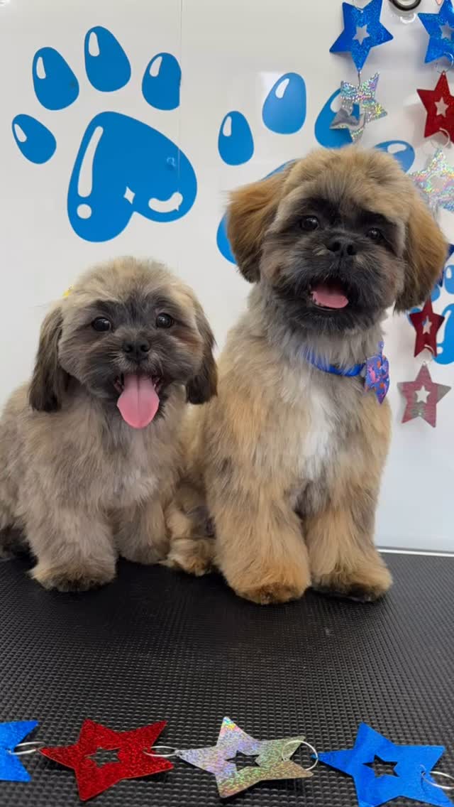 Happy Memorial Day!! Let us use this day to remember all of our fallen soldiers who never made it back home. ๐บ๐ธ My heart goes out to all military families who have lost their loved ones in battle. โค๏ธ๐ค๐
#818valley #sanfernandovalleydogs #lovedogs #doggrooming #fluffypawsgrooming #sanfernandovalley #cutedogs #grooming #womeninbusiness #818 #mobiledoggrooming #mobiledoggroomer #memorial #memorialday