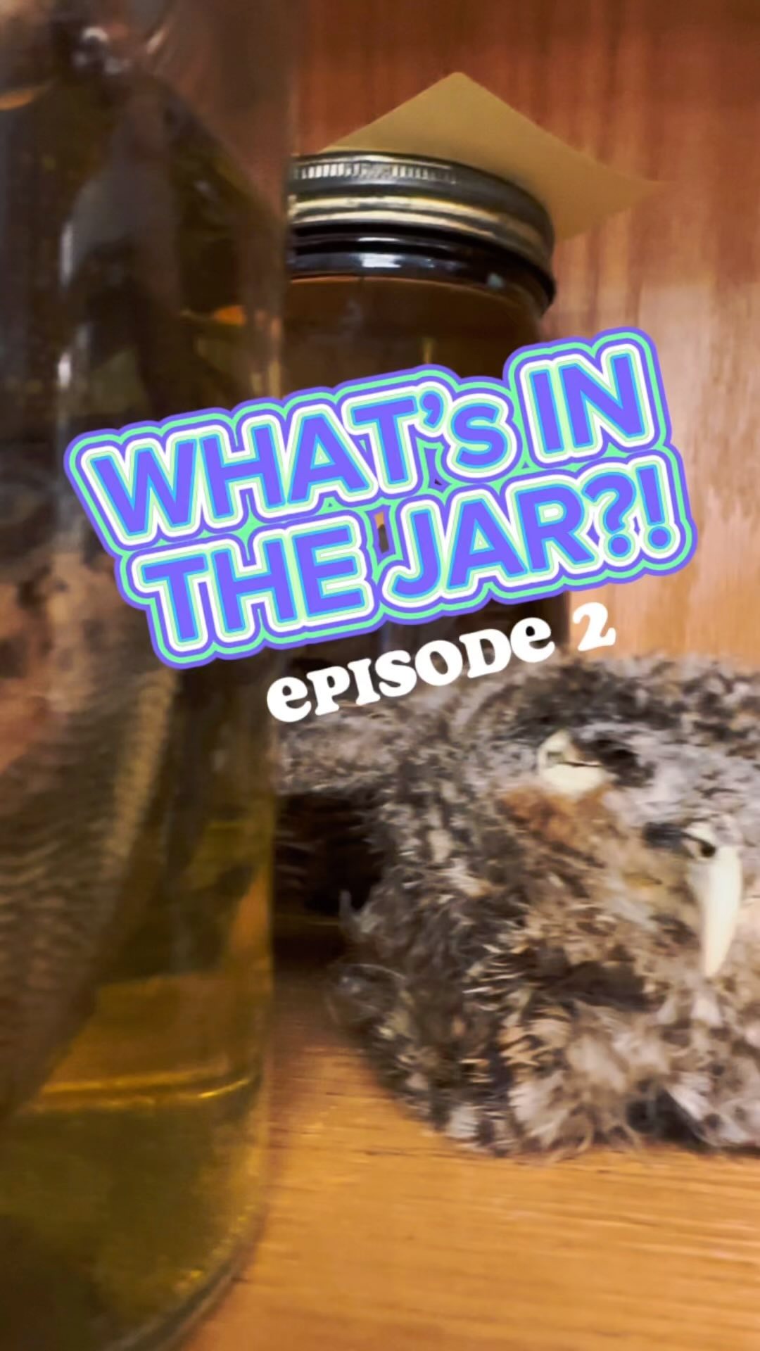 TIME TO NERD OUT! 🤓🐾 Last week’s winner: @sseaborn 🏆 #animal #animalofinstagram #animal #owl #owls #owlsofinstagram #nature #wildlife #wildlifeaddicts #wildlifeofinstagram #biology #science #ecology #homeschool #homeschoollife #nerd #school #fun #funnyvideos #gameshow #game #reptile