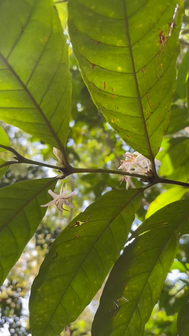 It is our favourite time of year! The #coffee flowers are blooming and the smell all around is divine! Within a few months the green seeds will develop, they will turn red and be picked by our farmers ready to processed here at @ekoland_produce!
#coffee #coffeelover #flower #nature #naturelovers